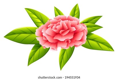 Illustration of a carnation pink flower on a white background