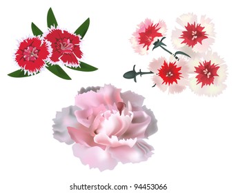 illustration with carnations isolated on white background