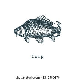 Illustration of carp.  Fish sketch in vector. Drawn seafood in engraving style. Used for canning jar sticker, shop label etc.