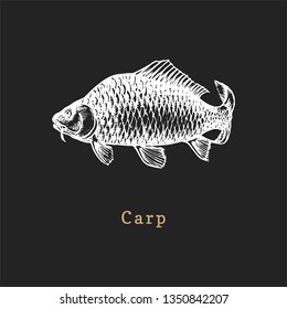 Illustration of carp on black background. Fish sketch in vector. Drawn seafood in engraving style. Used for canning jar sticker, shop label etc.