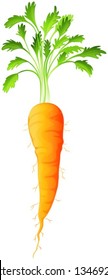 Illustration of a carrot on a white background