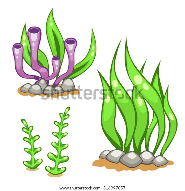 Illustration Cartoon Algae Different Shapes Stock Vector (Royalty Free ...