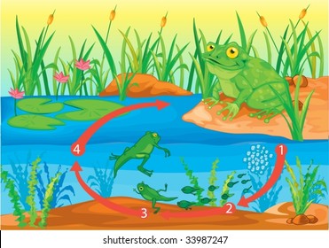 Illustration of  a cartoon frog on white