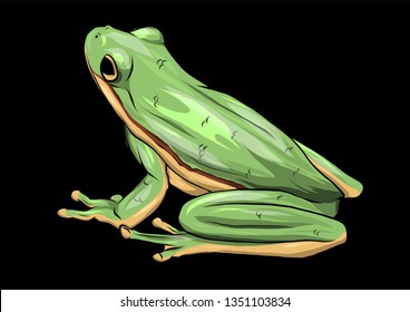 illustration a cartoon Green Frog drawing vector