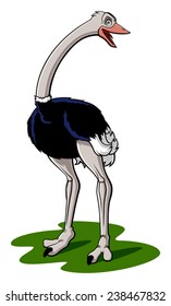 Illustration of cartoon male ostrich isolated on white background.