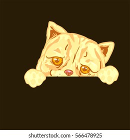 illustration Cat