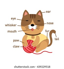 Illustration of cat with ball vocabulary part of body vector