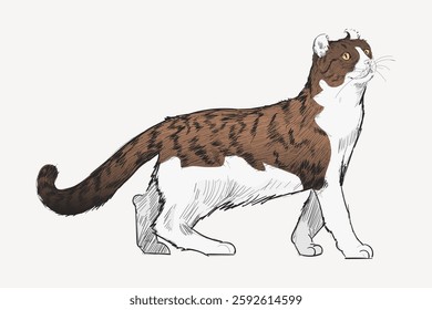 Illustration of a cat with brown and white fur, walking. The cat has a playful expression, with a fluffy tail and distinctive markings. Cat in motion, lively and curious. Vintage animal vector.