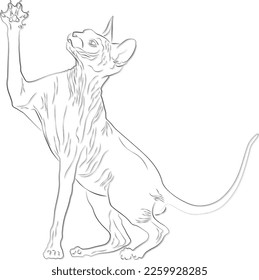 Illustration with a cat. Line art, line drawing of Sphynx cat