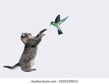 illustration of a cat playing with a flying bird