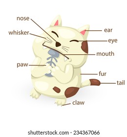 illustration of cat vocabulary part of body vector
