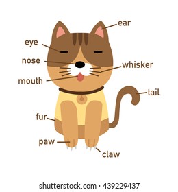 Illustration of cat vocabulary part of body vector