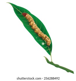Illustration. caterpillar,worm on a white background.