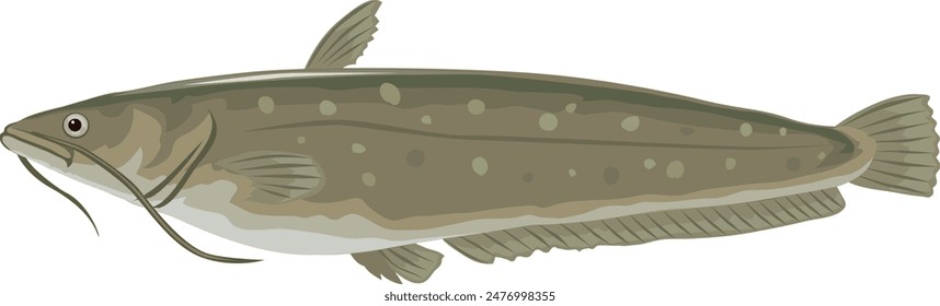 It is an illustration of catfish

