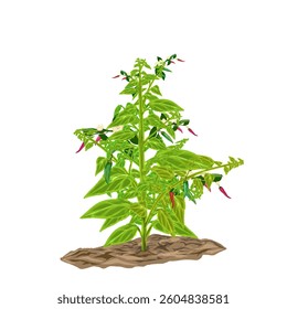 illustration of cayenne pepper plant without background