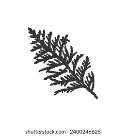 Illustration of cedar branch. Merry Christmas and Happy New Year plant. 