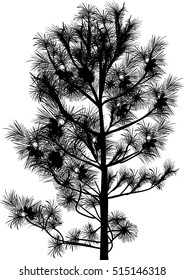 Illustration mit Zedern einzeln auf weißem Hintergrund