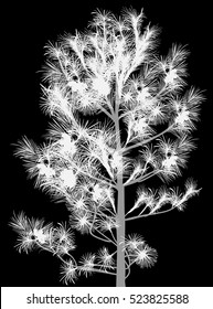 illustration with cedar tree isolated on black background