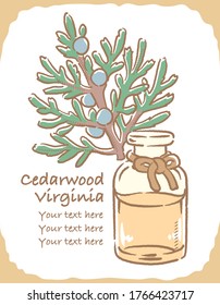 Ilustración de cedarwood y botella de aromaterapia. Ilustración vectorial.