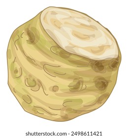 Illustration of a celery root showing a cross section on a white background