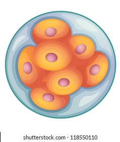 Illustration of cell division during embryo development