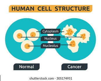 Illustration of cell structure; normal vs. cancer