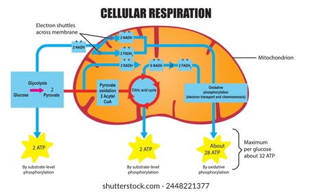 Illustration of Cellular respiration diagram drawing