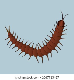 
An illustration of a centipede