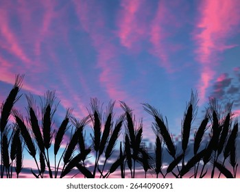 ilustração com campo de plantas cerealíferas sobre fundo do pôr do sol