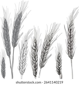illustration with cereal plants isolated on white background
