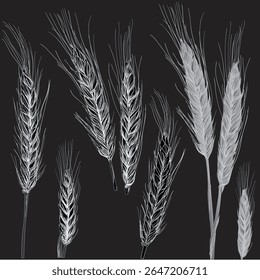 ilustração com plantas de cereais isoladas sobre fundo preto