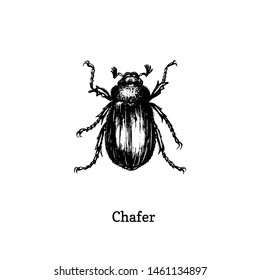 Illustration Of Chafer Beetle. Drawn Insect In Engraving Style. Sketch In Vector.  