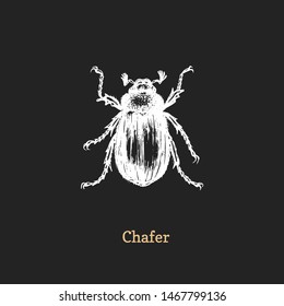 Illustration of Chafer beetle. Drawn insect in engraving style. Sketch in vector.  