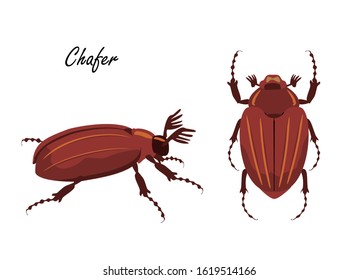 Illustration of Chafer beetle. Drawn insect in flat style. vector illustration. Melolontha melolontha. Melolontha melolontha