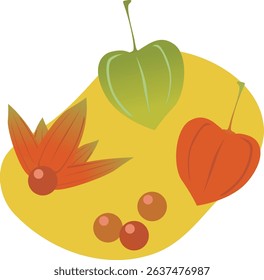 Illustration of the Chainese Lantern Plant