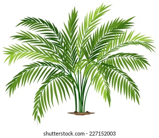 Illustration of a chamaedorea plant on a white background  