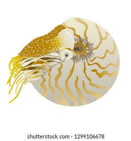 Illustration of the chambered nautilus svg
