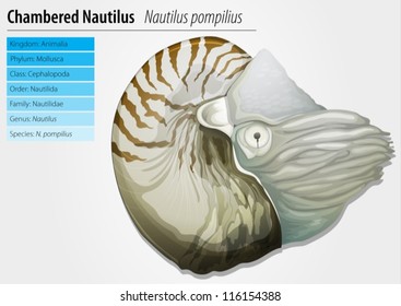 Illustration of a chambered nautilus - Nautilus pompilius svg