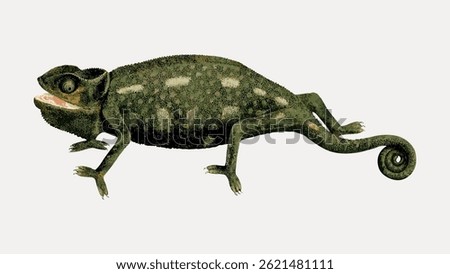 Illustration of a chameleon with a curled tail and textured skin. The chameleon is depicted in a side view, showcasing its unique features and adaptive abilities. Vintage animal illustration vector.