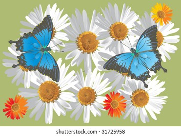 illustration with chamomile and blue butterflies