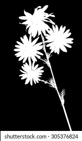 illustration with chamomile flower silhouettes isolated on black