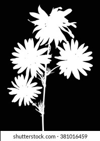 illustration with chamomile flower silhouettes isolated on black background