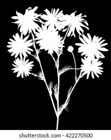 illustration with chamomile flower silhouettes isolated on black background