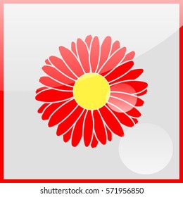 Illustration chamomile flowers.