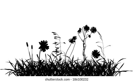 illustration with chamomile flowers in grass silhouettes isolated on white background