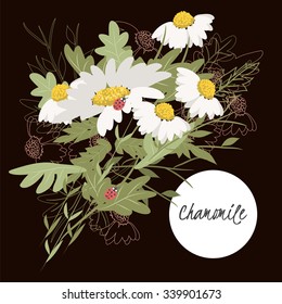 illustration chamomile flower/Spring chamomile flower/Greeting card chamomile/Summer composition chamomile/Spring chamomile flower/Garden chamomile flower/Beautiful chamomile flower