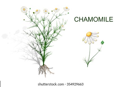 illustration of chamomile with inflorescence and roots