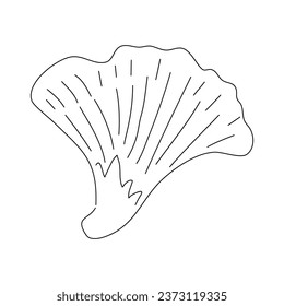 Illustration of a chanterelle in a doodle style with a hand-drawn black sketch. Vector editable stroke.