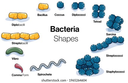 3,698 Cocci Images, Stock Photos & Vectors | Shutterstock