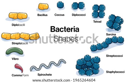 Illustration and chart of of Shapes of Bacteria or micro organism: bacilli, cocci, sarcina, vibrio.  Stock photo © 